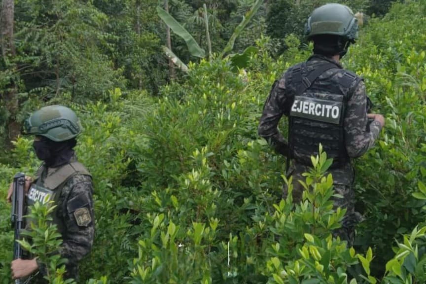 En lo que va de año, las Fuerzas Armadas ha erradicado más de 3 millones de arbustos de hoja de coca 